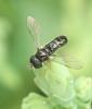 Paragus sp.
